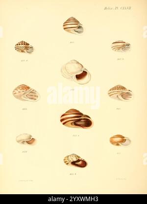 Conchologia Iconica, oder Illustrationen der Muscheln von Weichtieren London, Reeve, Brothers, 1843-1878. Weichtiere, Bildwerke, Muscheln, Eine Sammlung von detailreichen Illustrationen, die verschiedene Muschelarten zeigen. Jede Schale wird mit Aufmerksamkeit auf ihre einzigartigen Muster, Formen und Farben dargestellt, die in einem Rasterformat angeordnet sind. Die Schalen variieren in Größe und Typ, einschließlich einiger mit glatten, glänzenden Oberflächen und anderer mit Rippen und Streifen. Das Bild ist mit Zahlen versehen, die jede Schale kennzeichnen, was ihre besonderen Merkmale und Schönheit unterstreicht. Diese Studie hebt die ri hervor Stockfoto