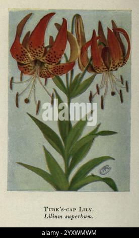 Wild, Blumen, östlich, von, Rockies, New York, 1910, USA, Wildblumen, Eine wunderschön illustrierte Turk's Cap Lily, wissenschaftlich bekannt als Lilium superbum. Diese lebendige Blume zeigt markante, hängende Blütenblätter mit dunklen Flecken, die eine reiche Mischung aus Orange- und Lachstönen zeigen. Der hohe, schlanke grüne Stiel unterstützt mehrere Blüten und fängt das Wesen dieser einheimischen nordamerikanischen Pflanze ein. Unter der Abbildung sind der Titel und der wissenschaftliche Name elegant dargestellt, was die botanische Kunst unterstreicht. Stockfoto