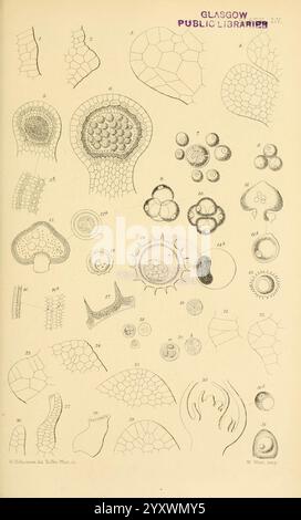 Zur Keimung, Entwicklung und Fruktifizierung der höheren Cryptogamia, London, Pub. Für die Ray Society von R. Hardwicke, 1862, Koniferen, Pteridophyta, Pflanzenmorphologie, diese Illustration zeigt eine vielfältige Sammlung mikroskopischer Organismen und Zellstrukturen, die komplizierte Details ihrer Formen zeigen. Jede nummerierte Figur repräsentiert verschiedene Lebensformen, darunter Protozoen, Kieselalgen und andere Einzellentiere, die sich durch ihre charakteristischen Formen und Muster auszeichnen. Das Arrangement hebt die Komplexität mikroskopischer Lebensformen hervor und betont verschiedene Geometrien wie Spheri Stockfoto