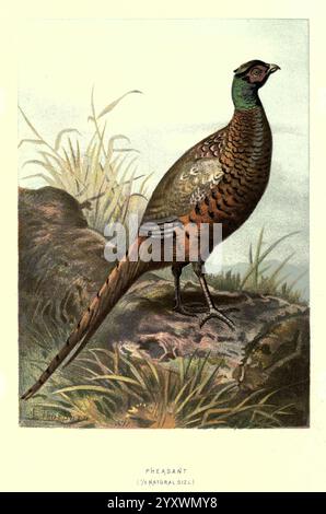 Vertraut, wild, Vögel, London, New York, Cassell, 1883, Vögel, Wörterbücher, Bildwerke, phasianus colchicus, gemeinsamer Fasan, Archibald Thorburn, Ornithologie, Walter's Waysland, ein anschaulich illustrierter Fasan steht stolz auf einem felsigen Barsch inmitten von üppigem Gras. Der Vogel zeigt ein lebendiges Gefieder mit dunklen Braun- und Grüntönen, dessen schillernde Federn das Licht einfangen. Sein langer Schwanz erstreckt sich anmutig hinter ihm und trägt zu seinem majestätischen Aussehen bei. Die detaillierte Darstellung hebt die komplizierten Muster auf seinem Körper hervor, während der Hintergrund einen natürlichen Lebensraum andeutet, der ein Gefühl von t weckt Stockfoto