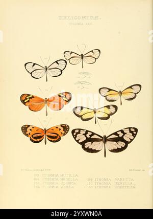 Illustrationen, neu, Arten, exotisch, Schmetterlinge, London, John Van Voorst, 1856-1876, Schmetterlinge, schmetterlinge, Speziation, Bildmaterial, Werke, geographische Verteilung, die Abbildung zeigt eine Sammlung von Schmetterlingen der Gattung Ithomia, die speziell als Ithomia XXV gekennzeichnet sind. jedes Exemplar ist nummeriert und detailliert und zeigt eine Vielzahl von Farben und Mustern, einschließlich auffälliger orangefarbener, gelber und schwarzer Markierungen. Die Anordnung zeigt sowohl die dorsale (obere) Ansicht als auch ein Seitenprofil, was eine umfassende Untersuchung der Flügelstrukturen und -Färbung ermöglicht. Die akribische Markierung Stockfoto