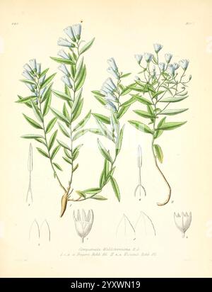 Icones florae Germanicae et Helveticae simul Pedemontanae Tirolensis Istriacae Dalmaticae Austriacae Hungaricae Transylvanicae Moravicae Borussicae Holsaticae Belgicae Hollandicae ergo Mediae Europae Lipsiae F. Hofmeister 1834-1912 v. 1 1850 Europe Bildwerke Pflanzen, die Abbildung zeigt eine botanische Untersuchung der Pflanzenart **Graptophyllum pictum**, allgemein bekannt als Goldpflanze. Das Kunstwerk zeigt detaillierte Darstellungen der Blütebereiche der Pflanze und zeigt Gruppen von zarten blauen und weißen Blüten auf schmalen grünen Stielen. Daneben gibt es komplizierte Stockfoto
