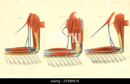 Die Illustration zeigt eine Reihe detaillierter anatomischer Zeichnungen, die die Struktur der Muskel- und Blutgefäßverbindungen im menschlichen Körper hervorheben. Jede Figur stellt eine andere Perspektive oder ein anderes Stadium der muskulären Anatomie dar und betont die komplexen Zusammenhänge zwischen Muskeln, Sehnen und Gefäßelementen. Lebendige Farben verbessern die visuelle Klarheit der anatomischen Merkmale und erleichtern die Unterscheidung zwischen verschiedenen Komponenten wie Muskeln und Blutgefäßen. Die Etiketten zeigen an Stockfoto