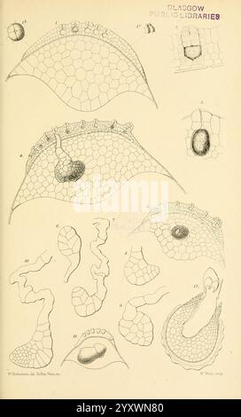 Auf, Keimung, Entwicklung und, Fruktifizierung, von, der, höher, Cryptogamia, London, Pub, für die, Ray, Gesellschaft, von, R, Hardwicke, 1862, Nadelbäume, Pteridophyta, Pflanze, Morphologie, die Illustration zeigt eine Reihe komplizierter wissenschaftlicher Zeichnungen, die verschiedene Stadien und Strukturen im Zusammenhang mit einer spezifischen biologischen Studie darstellen. Oben zeigen mehrere Diagramme eine segmentierte Oberfläche mit unterschiedlichen Zellmustern, die wahrscheinlich eine Art pflanzlichen oder tierischen Gewebes darstellen. Darunter zeigen mehrere Formen verschiedene Zellformen, darunter ovale, kreisförmige und unregelmäßige Umrisse. Jede s Stockfoto