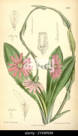 Curtis' botanisches Magazin, London, New York, botanische Illustration, Botanik, Zeitschriften, Bildwerke, Pflanzen ornamental, Curtis, Matilda Smith, Frauen in der Wissenschaft, Südafrika, speotosus, Senecio speciosus, die Illustration zeigt eine botanische Studie einer blühenden Pflanze mit zarten rosa Blüten mit unverwechselbaren Blütenblättern und einer Gruppe von dünnen grünen Blättern. Zur zentralen Blüte gehören detaillierte Zeichnungen der Fortpflanzungsstrukturen der Blüte, einschließlich Staubgefäße und Pistil. Die Gesamtzusammensetzung hebt die komplizierten Details der Anatomie der Pflanze hervor Stockfoto