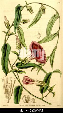 Curtis's Botanical Magazine London New York Botanical Illustration Botanical Periodicals Pictorial Works Plants Ornamental Curtis, Eine wunderschön illustrierte botanische Platte mit einer blühenden Rebe, die für ihre auffälligen Blütenblätter bekannt ist. Die Hauptabbildung zeigt die zarten, trompetenförmigen Blüten der Pflanze in satten Tönen, umgeben von üppigem grünem Laub und schlanken Stängeln. Die Hauptansicht wird von detaillierten Zeichnungen der Anatomie der Blume begleitet, einschließlich des Kelchs und der Samen, die in einem wissenschaftlichen Stil präsentiert werden. Dieses Kunstwerk dient sowohl als künstlerische Darstellung als auch als pädagogisches Instrument, in hohem Grade Stockfoto