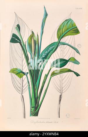 Icones Aroidearum, Vindobonae, 1857, Araceae, Bildwerke, Aroids, Dieffenbachia liturata, diese botanische Illustration zeigt eine lebendige Darstellung der **Dieffenbachia maculata**, allgemein bekannt als die stumme Zuckerrohrpflanze. Das Kunstwerk betont die üppigen, grünen Blätter der Pflanze, die sich durch ihre breite, lanzettartige Form und ihre auffällige Vielseitigkeit auszeichnen. Im Zentrum der Komposition steht eine markante Blütenstände, die von einem dicken Stamm an der Basis hervorgeht und von langen Blättern umgeben ist, die komplizierte Venenmuster aufweisen. Die detailreiche Darstellung unterstreicht die natürliche Schönheit und Eleganz der Pflanze Stockfoto