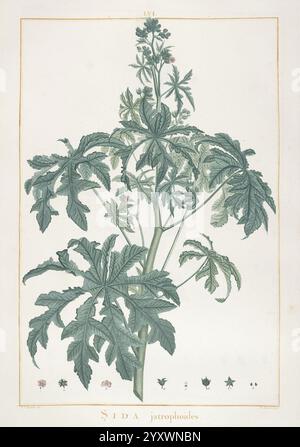 Stirpes novae Parisiis ex typographia Philippi-Dionysii Pierres 1784-85 Plants, Eine botanische Illustration mit Sida jatrophodes, die sein kompliziertes Laub und seine markante Stammstruktur zeigt. Die Pflanze ist mit detaillierter Darstellung ihrer Blätter dargestellt, die eine gelappte Form und eine reiche Textur aufweisen. An der Basis befinden sich zarte Blütenknospen und kleine Blüten sowie eine Reihe von stilisierten Linienzeichnungen, die verschiedene Wachstumsphasen hervorheben. Die Illustration betont die organische Eleganz der Pflanze mit akribischer Liebe zum Detail, die ihre natürlichen Eigenschaften widerspiegelt Stockfoto