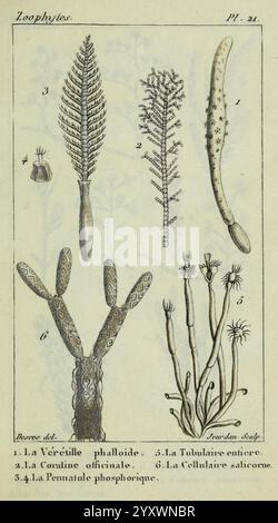 Atlas des zoophytes, Paris, Roret, libraire rue Hautefeuille, au Coin de celle du battoir, annelida, Atlanten, Cnidaria, Echinodermata, Aale, Helminthen, Würmer, die Illustration zeigt verschiedene Meeresorganismen, die allgemein als Zoophyten bezeichnet werden, und zeigt ihre einzigartigen Strukturen und Formen. Stockfoto