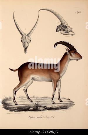 Neue Wirbelthiere zu der Fauna von Abyssinien gehörig Frankfurt am Main S Schmerber 1835-1840 Tiere Kennzeichnung des Roten Meeres Äthiopien Zoologie Klassifizierung Meeresfische diese künstlerische Illustration zeigt eine detaillierte Darstellung einer Cipraea, einer Antilope, die für ihre auffälligen physikalischen Eigenschaften bekannt ist. Das Tier wird im Profil gezeigt, das seinen robusten Körper und die hervorstehenden gebogenen Hörner zeigt, die elegant nach hinten gerichtet sind. Über der Antilope veranschaulichen zwei Schädel mit langen Hörnern die charakteristischen anatomischen Merkmale der Art und heben ihre einzigartige Schädelstruktur hervor. Die Einstellung in Stockfoto