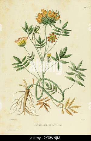 Nouvelle iconographie four ragère, Atlas, Paris, P. Asselin, 1871, Gramineae, der New York Botanical Garden, Bildwerke, Futterpflanzen, die Illustration zeigt eine Pflanze, die als Anthyllis Vulneraria identifiziert wurde, allgemein bekannt als Nierenwicke. Sie zeigt einen schlanken, verzweigten Stiel, der mit einer Vielzahl von Blumen in Gelb- und Orangentönen verziert ist, von denen einige unterschiedliche Markierungen haben. Das Laub besteht aus zusammengesetzten Blättern mit mehreren Blättern, die die empfindliche Struktur der Pflanze betonen. Die Wurzeln sind an der Basis abgebildet, die die Verbindung der Pflanze zum Boden verdeutlichen. Dies botanisch Stockfoto