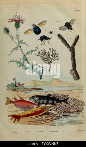 Dictionnaire pittoresque d’histoire naturelle et des phénomènes de la Nature, Paris, 1833-[1840]., die Komposition zeigt eine detaillierte Darstellung verschiedener natürlicher Elemente. Auf der Spitze ist eine Distelpflanze neben mehreren fliegenden Insekten, darunter Bienen und andere kleine Käfer, dargestellt. Unten zeigt eine Sammlung von Wasserlebewesen einen leuchtenden roten Fisch, einen gestreiften Fisch und möglicherweise einen Krebstier, die alle unter organischen Materialien leben. Zusätzlich gibt es eine komplizierte Darstellung einer zweigähnlichen Struktur, möglicherweise Korallen, und einer zarten Algen- oder Wasserpflanze, die die Vielfalt unterstreicht Stockfoto