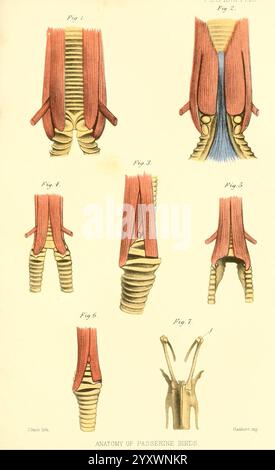 Proceedings of the Zoological Society of London, London, Academic Press Periodicals, Zoology., eine Illustration, die die anatomischen Strukturen von Passerinvögeln darstellt, die verschiedene Muskelanordnungen und Skelettmerkmale zeigt. Die Abbildungen verdeutlichen die Komplexität ihrer Anatomie mit detaillierten Darstellungen von Muskelfasern, Sehnen und Skelettgelenken. Jede beschriftete Figur bietet einen Einblick in die einzigartigen Anpassungen, die die vielfältige Fortbewegung und Funktionalität dieser Vogelarten ermöglichen, und veranschaulicht das komplizierte Design, das ihre Flugfähigkeiten unterstützt. Stockfoto