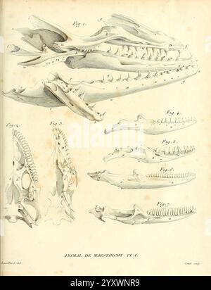 Recherches sur les ossemens Fossiles de quadrupèdes Paris Deterville 1812 Frankreich Geologie Säugetiere Fossil Paläontologie Region Paris Wirbeltiere Fossil, Eine detaillierte wissenschaftliche Illustration zeigt verschiedene anatomische Merkmale der Schädel- und Kieferstruktur eines Meeressäugers. Das Kunstwerk enthält beschriftete Diagramme, die den Schädel aus verschiedenen Winkeln darstellen und wichtige Elemente wie Nasengänge, Zahnstrukturen und anatomische Orientierungspunkte veranschaulichen. Die erste Abbildung zeigt deutlich den vollen Schädel mit komplizierten Details des Schädels und der Kieferknochen, während sich die nachfolgenden Abbildungen auf die Besonderheit konzentrieren Stockfoto