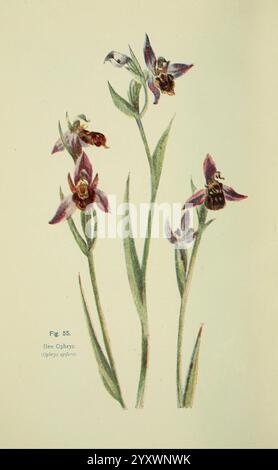Flowers of the Field, London, Society for Promotion Christian Knowledge, 1911, Großbritannien, Pflanzen, Botanik, Blume, Blumen, bienenorchis, Bienenorchidee, ophrys apifera, eine delikate Illustration mit einer Reihe von Bienenorchiden, wissenschaftlich bekannt als Ophrys apifera. Die Blüten zeigen eine auffällige Kombination aus tiefem Violett und Braun mit komplizierten Mustern, die dem Aussehen einer Biene ähneln, eine Adaption, die Bestäuber anzieht. Jede Pflanze steht hoch mit schlanken grünen Stielen und präsentiert mehrere Blüten, die ihre einzigartigen Formen und leuchtenden Farben vor einem dezenten Hintergrund präsentieren Stockfoto