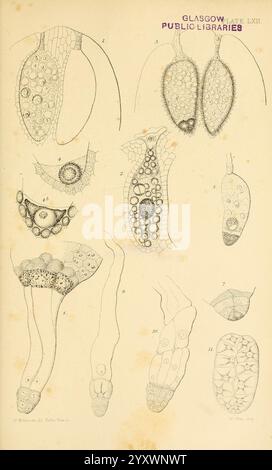 Zur Keimung, Entwicklung und Fruktifizierung der höheren Cryptogamia, London, Pub. Für die Ray Society von R. Hardwicke, 1862, Koniferen, Pteridophyta, Pflanzenmorphologie, die Abbildung zeigt eine Reihe detaillierter wissenschaftlicher Zeichnungen, die verschiedene mikroskopische Strukturen und Organismen zeigen. Jede beschriftete Figur stellt ein eigenes Exemplar dar, das einzigartige Merkmale wie zelluläre Anordnungen, Formen und Größen hervorhebt. Der obere Abschnitt enthält längliche und kugelförmige Elemente, während der untere Teil komplexere Strukturen mit komplizierten Mustern und Texturen aufweist. Die akribische Linie Stockfoto