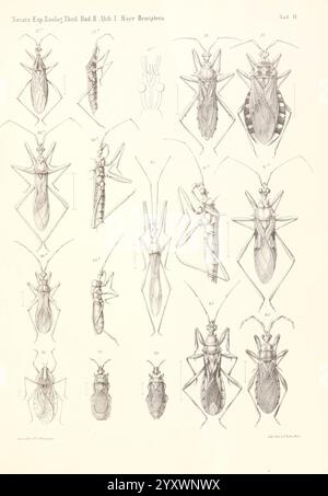 Reise der österreichischen Fregatte Novara Wien Kaiserlich 1861-75.jpg, Eine Serie von Illustrationen, die verschiedene Arten von Insekten der Hemipterenordnung zeigen. Jede Probe ist akribisch detailliert und hebt bestimmte anatomische Merkmale wie Flügelstruktur, Körperform und Beinkonfiguration hervor. Die Abbildungen sind systematisch angeordnet, wobei die Nummern jedes Insekten als Referenz beiliegen. Hervorzuheben sind unter den Beispielen verschiedene Formen echter Bugs, die ihre Vielfalt in der Morphologie zeigen und die komplizierten Muster und Texturen ihrer Körper hervorheben. Diese Illustration Stockfoto