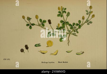 Englische, botanische oder farbige Figuren britischer Pflanzen, London, R. Hardwicke, 1863-1886, Großbritannien, Bildwerke, Pflanzen., diese Illustration zeigt eine botanische Studie der Pflanze Mangifera indica, allgemein bekannt als Mango. Die zentrale Darstellung zeigt einen detaillierten Zweig mit üppigen, grünen Blättern und kleinen, gelb-grünen Blüten. Um den Zweig herum befinden sich beschriftete Skizzen verschiedener Pflanzenteile, einschließlich der Blütenstruktur, der Samen und der Blattvariationen, die alle sorgfältig illustriert sind, um ihre einzigartigen Eigenschaften hervorzuheben. Die Kombination dieser Elemente unterstreicht Stockfoto