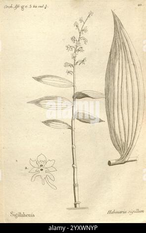 Histoire particulière des plantes, Orchidées, recueillies sur les trois îles australes d'Afrique, de France, de Bourbon, et de Madagascar, Paris, L'auteur, 1822, Orchidaceae, die Illustration zeigt eine detaillierte Untersuchung der Sigillahenis-Pflanze, die ihre besondere Struktur zeigt. Hervorzuheben ist der senkrechte Stiel mit langen Blättern, die durch parallele Adern gekennzeichnet sind. Auf der Spitze des Stängels ist eine Gruppe kleiner Blumen abgebildet, die ihre komplizierten Details und Anordnung hervorheben. Links ist eine Blume in Nahaufnahme dargestellt, die ihre zarten Blütenblätter und einzigartigen s betont Stockfoto