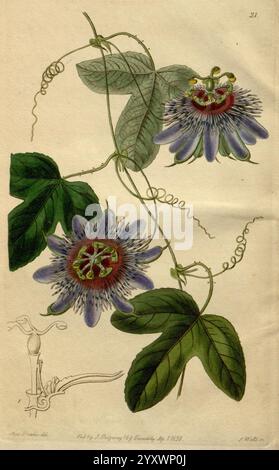 Edwards's Botanical Register, London, James Ridgway, 1829-1847, 1829, 19. Jahrhundert, botanische Illustration, Botanik, Kupferstich, England, Gravuren, Grafikmedien, Großbritannien, handkoloriert, Ikonen, Zeitschriften, Bildwerke, Pflanzeneinführungen, Zierpflanzen, 75, Sarah Ann Drake, 2, Women in Science, Eine botanische Illustration mit einer Passionsblume, die sich durch ihre komplexen, mehrschichtigen Blüten mit leuchtenden violetten und weißen Blüten auszeichnet. Die einzigartige zentrale Struktur der Blüte besteht aus zahlreichen gelben Filamenten, die in einer auffälligen kronenartigen Form angeordnet sind. T Stockfoto