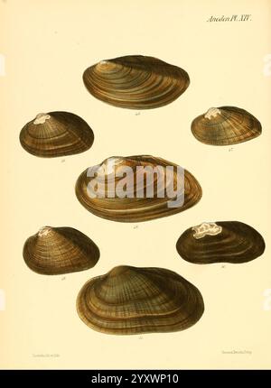 Conchologia iconica oder Illustrationen of the Muscheln of Molluscan Animals, London, Reeve, Brothers, 1843-1878. Weichtiere, Bildwerke, Muscheln, Eine Sammlung von detailreichen Muscheln in verschiedenen Richtungen, die ihre einzigartigen Formen und Texturen zeigen. Die Arrangements heben die Besonderheiten jeder Schale hervor, darunter glatte Konturen und komplizierte Muster. Die Schalen variieren in der Größe, wobei einige länger erscheinen, während andere mehr abgerundet sind. Die Gesamtpräsentation betont die natürliche Schönheit und Vielfalt der Meereslebewesen und lädt die Zuschauer dazu ein, diese zu schätzen Stockfoto