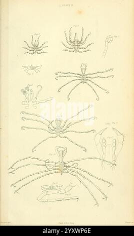 Magazin, of, Zoology und Botanik, Edinburgh, Dublin, Botanik, Naturgeschichte, Zeitschriften, Zoologie, Catherine, Charles Johnston, Frauen, in, Wissenschaft, die Illustration zeigt eine Reihe von komplizierten Linienzeichnungen von verschiedenen Arten von Spinnen und ähnlichen Spinnen. Jede Probe ist als Referenz mit einer Nummer gekennzeichnet, die verschiedene Merkmale wie Beinstrukturen, Körperformen und einzigartige Anhängsel zeigt. Das detaillierte Rendering betont die Vielfalt der Spezies und hebt die segmentierten Beine, den Cephalothorax und andere anatomische Merkmale hervor. Das Arrangement bietet einen vergleichenden Vergleich Stockfoto