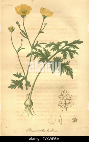 American Medical Botany, Boston: Cummings and Hilliard, 1817-1820, Plants, USA, Botanik, medizinische Pflanzen, Ranunculus bulbosus, Botanik medizinisch, Materia medica Gemüse, die Illustration zeigt eine botanische Darstellung der blühenden Pflanze Ranunculus bulbosus, auch bekannt als Knollenfalter. Hervorzuheben sind die charakteristischen gelben Blüten der Pflanze, die sich durch ihre schalenartige Form auszeichnen. Die Blätter sind mit einer gelappten Struktur dargestellt, die eine reiche Textur aufweist. Unter dem Hauptwerk befinden sich detaillierte Zeichnungen, in denen verschiedene Teile hervorgehoben werden, einschließlich des bauchigen Ro Stockfoto