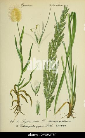 Flora von Deutschland, Österreich und der Schweiz Gera, Zezschwitz, 1903 Pflanzen, Deutschland, Österreich, Schweiz, Floras, lagurus ovatus, Calamagrostis epigeios, die Abbildung zeigt verschiedene Arten von Gräsern aus den Familien der Gramineae und Agrostideae. In der Mitte stellt A das Wurzelsystem und den Stamm von *Aegilops esculenta* dar, während B die Besonderheiten von *Calamagrostis epigejos*, einschließlich seines Laubs und seiner Blütestruktur, darstellt. Die detaillierten Beschriftungen heben die einzigartigen Merkmale und Morphologie dieser Pflanzen hervor, einschließlich ihrer Blätter, Blütenstände und Wurzeln Stockfoto