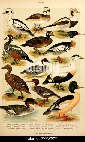 Atlante ornitologico, 1902, Birds, Europe, diese Illustration zeigt eine vielfältige Sammlung von Wasservögeln, die verschiedene Arten nebeneinander zeigen. Jeder Vogel ist zur Identifizierung sorgfältig mit Nummern gekennzeichnet. Zu den ausgestellten Arten gehören der wunderschöne Merganser, der an seinem langen Körper und seinem markanten Schnabel zu erkennen ist, sowie die auffällig gemusterte Holzente, die für ihr lebendiges Gefieder bekannt ist. Es gibt auch verschiedene Arten von Enten, wie den eleganten Gadwall und den bezaubernden Northern Pintail, die jeweils mit Aufmerksamkeit auf ihre einzigartigen Merkmale wie Färbung und Markierungen dargestellt werden. Der Hintergrund Stockfoto