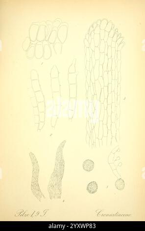 Prof. Dr. Thome's Flora von Deutschland, Österreich und der Schweiz, in Wort und Bild, für Schule und Haus, mit Tafeln von Walter Müller. Gera-Untermhaus, F.E. Kohler, 1886-1934. österreich, Botanik, Kryptogamia, Kryptogamen, Floras, deutschland, Pflanzen, schweiz, Pilze, die Illustration zeigt verschiedene mikroskopische Strukturen und Organismen, wobei ihre unterschiedlichen Formen und Formen im Vordergrund stehen. Es enthält eine Reihe von verlängerten, segmentierten filamentähnlichen Elementen, die jeweils unterschiedliche Texturen und Muster anzeigen. Zusätzlich gibt es abgerundete oder kreisförmige Strukturen, die Sporen oder ähnliche Featuren darstellen können Stockfoto