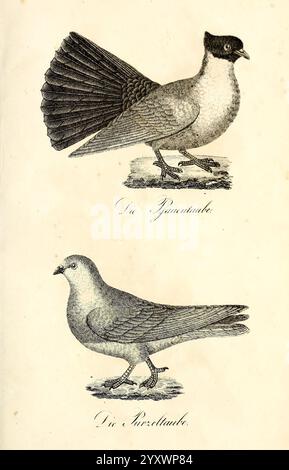 Die Naturgeschichte in getreuen Abbildungen und mit ausführlicher Beschreibung derselben. Leipzig, bei Eduard Eisenach, 1835. Vögel, Bildwerke, die Illustration zeigt zwei unterschiedliche Vogelarten. Der obere Vogel, genannt die Zwillingstaube, zeigt einen markanten Fächerschwanz und einen abgerundeten Körper mit einem charakteristischen gemusterten Kopf. Seine Haltung spiegelt ein ausgeglichenes Verhalten wider und unterstreicht seine eleganten Merkmale. Stockfoto