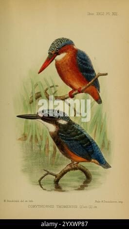 Ibis London veröffentlichte für die British Ornithologists' Union von Academic Press Birds Ornithology Periodicals, eine Illustration, die zwei Corythornis thomensis, allgemein bekannt als Thomensis kingfisher, darstellt. Der obere Vogel thront auf einem Ast und zeigt sein leuchtendes Gefieder mit leuchtenden orange-blauen Federn, während der untere Vogel im flachen Wasser zwischen hohen Gräsern steht und seine auffällige Farbe und sein Profil unterstreicht. Die detailreiche Darstellung unterstreicht die einzigartigen Merkmale dieser eleganten Vögel, einschließlich ihrer langen, spitzen Schellen und unverwechselbaren Markierungen. Dieses Kunstwerk fängt das essen ein Stockfoto