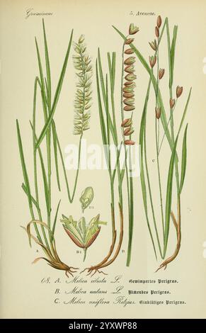 Flora von Deutschland, Österreich und der Schweiz, Gera, Zezschwitz, 1903-, Pflanzen, Deutschland, Österreich, Schweiz, Floras, Melica ciliata, Melica uniflora, Melica nutans, die Illustration zeigt drei verschiedene Arten von Gräsern, jede sorgfältig gekennzeichnet und zeigt verschiedene Wachstumsformen. Stockfoto