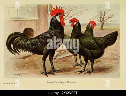 The Book of Geflügel, New York, The Macmillan Company, 1921, Geflügel, Gallus gallus, UMass Amherst Libraries, Ein Trio von auffälligen Schwarzen Menorca-Hühnern, die sich durch ihr glänzendes Gefieder und die markanten roten Kämme auszeichnen, stehen in einer rustikalen Outdoor-Umgebung zusammen. Der größte Hahn zeigt seine temperamentvolle Haltung, während zwei Hennen ihn flankieren und ihre eleganten Formen präsentieren. Der Hintergrund deutet auf eine landwirtschaftliche Umgebung hin, mit einem Hauch von Struktur und kargen Bäumen, die ein Gefühl des ländlichen Lebens wecken. Die detaillierte Abbildung zeigt die einzigartigen Eigenschaften dieser Rasse und hebt die lebendigen Farben hervor Stockfoto