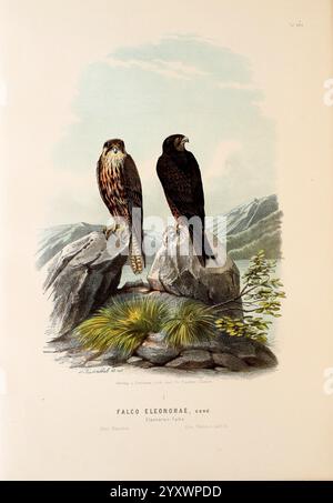 Die Raubvögel Deutschlands und des angrenzenden Mitteleuropas, Cassel Verlag von Theodor Fischer, 1876 Germany, Greifvögel, Falknerei, Osteuropa, Falco eleonorae, Eleonora's Falke, Eine detaillierte Illustration mit zwei Falken, die auf Felsen in einer natürlichen Landschaft thronen. Der erste Falke, der sich durch sein leichteres Gefieder und seine markanten Markierungen auszeichnet, ist links positioniert und strahlt ein Hauch von Wachheit aus. Der zweite Falke, größer und dunkler, sitzt rechts und zeigt seine mächtige Größe. Im Hintergrund lassen sanfte Hänge und ein verstreutes Laubwerk einen wilden, ruhigen en vermuten Stockfoto