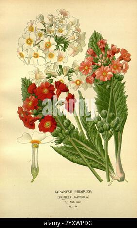 Favorit, Blumen, von, Garten und, Greenhouse, London und New York, Frederick, Warne, &, Co, 1896-97, Frankreich, 19. Jahrhundert, Ikonen, Florikultur, Chromolithographie, Pflanzen, Zierpflanzen, Primula, Japonica, die Illustration zeigt eine Sammlung japanischer Primula (Primula japonica) Blüten, die eine Reihe zarter Blumen in verschiedenen Rot-, Rosa- und Weißtönen zeigen. Die Blüten sind neben üppigen, grünen Blättern dargestellt, die ihre lebhaften Farben und komplizierten Blütenblätter betonen. Jede Blume ist detailliert, einige in voller Blüte, während andere noch in Knospenform sind Stockfoto