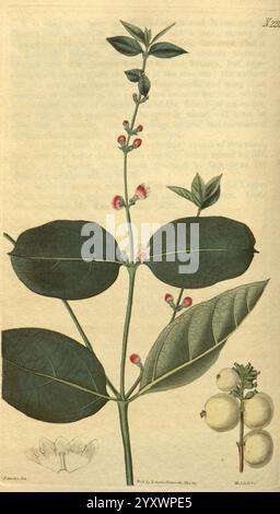 Curtis's Botanical Magazine London, New York, Botanik, Zeitschriften, Botanische Illustration, Bildwerke, Pflanzen Ornamental, Curtis, Taxonomie: Familie = Caprifoliaceae, Symphoria Racemosa, Symphoricarpos Albus, Subarctic America, Usa, Curtis, John, dieses Kunstwerk zeigt eine botanische Illustration der Pflanze, bekannt als „Ilex Paraguariensis“, gemeinhin als Yerba Mate bezeichnet. Sie zeigt die langen Blätter der Pflanze, die zarten weißen Blüten und die charakteristischen Beeren. Die Komposition enthält detaillierte Darstellungen der Blätter in verschiedenen Richtungen, die ihre glänzende Textur und ihre ausgeprägte Ausprägung hervorheben Stockfoto