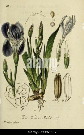 Deutschlands Flora in Abbildungen nach der Natur Nürnberg Gedruckt auf Kosten des Verfassers 1798-[1862] Deutschland Botanik Iris Phylla zeigt eine Irispflanze mit verschiedenen Wachstumsstadien und Teilen. Im Mittelpunkt steht eine stilisierte Darstellung der Irisblume, die sich durch ihre charakteristischen Blütenblätter und ihre elegante Form auszeichnet. Um die Blüte herum sind detaillierte Darstellungen der Knospen, Blätter und Birne der Pflanze zu sehen, die ihre Struktur und Anordnung veranschaulichen. Zusätzlich enthält das Bild beschriftete Komponenten der Blume, wie Staubblätter und Blütenstempel, sowie Diagr Stockfoto