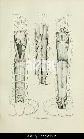 Histoire naturelle des crustacés, Paris, Librairie encyclopédique de Roret, 1834-1840. Anatomie, Crustacea, Physiologie, Schaaldieren, Taxonomie, diese detaillierte Abbildung zeigt die anatomischen Strukturen des Thorax und des Abdomens eines Krebstiers. Der mittlere Abschnitt zeigt die komplizierte Anordnung von Muskeln und Bändern und zeigt deren Befestigungspunkte und Organisation. Jeder Teil ist sorgfältig beschriftet und weist auf wesentliche anatomische Merkmale wie die Muskulatur, Exoskelettelemente und verschiedene innere Organe hin. Die minutiösen Linien und Schattierungen betonen die Komplexität des Organs Stockfoto