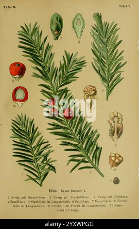 Die Giftpflanzen Deutschland. Braunschweig, F. Vieweg, 1910. Deutschland, giftige Pflanzen, die Abbildung zeigt verschiedene Teile der Eibe (Taxus baccata L.) und zeigt ihre Besonderheiten. Es enthält beschriftete Darstellungen eines Zweigs mit männlichen und weiblichen Fortpflanzungsstrukturen, die die Kegel und die fleischigen Pfeile hervorheben. Das Diagramm zeigt auch die Blätter und zeigt ihre nadelförmige Form und Anordnung. Außerdem bietet es Querschnitte von Samen und Pfeilen, die einen genaueren Blick auf ihre anatomische Struktur ermöglichen. Jedes Element ist nummeriert, damit es leichter wiedergegeben werden kann Stockfoto