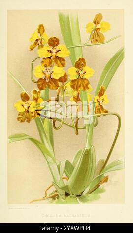 Über Orchideen Berlin Parey 1896 Orchidaceae, Ein lebendiges Schauspiel blühender Orchideen, insbesondere Orchidaceae Macranthum, zeigt Gruppen von zarten gelben Blüten mit komplizierten braunen Markierungen. Die Blüten weisen eine einzigartige Form auf, die ihr exotisches Aussehen unterstreicht. Üppig grüne Blätter bilden eine kontrastreiche Kulisse und verstärken die Lebendigkeit der Blüten. Dieses Arrangement fängt die Eleganz und Schönheit dieser tropischen Pflanzen ein und zelebriert die Vielfalt der Natur. Stockfoto