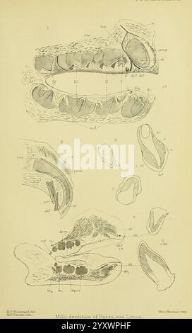 Diese Illustration zeigt eine umfassende Untersuchung des Milchgebisses von Hyraxen und ihren nahen Verwandten mit detaillierten anatomischen Diagrammen. Es zeigt verschiedene Zahnstrukturen, einschließlich Schneidezähne, Molaren und Prämolaren, die zur Klarheit mit eindeutigen Buchstaben gekennzeichnet sind. Der obere Abschnitt zeigt den gesamten Oberkiefer, während der untere Teil Ansichten des Unterkiefers zeigt, was die Unterschiede in der Zahnbildung zwischen den Arten hervorhebt. Außerdem enthält das Diagramm Seitenprofile und Nahansichten von in Stockfoto