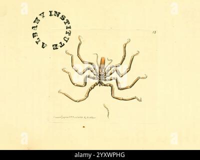 Die zoologische Verschiedenheit v.1 London, gedruckt von B. McMillan für E. Newberry & Son und verkauft von allen Buchhändlern 1814-1817 Bildwerke Zoologie, diese Illustration zeigt eine detaillierte Darstellung einer Spinne mit ihren markanten Merkmalen wie langen Beinen und einer ausgeprägten Körperstruktur. Die Spinne wird in einem wissenschaftlichen Stil gerendert und betont ihre Anatomie. Dem Bildmaterial ist ein Etikett beigefügt, das seine Identifikation und möglicherweise seine Klassifizierung angibt. Eine Briefmarke in der Ecke deutet darauf hin, dass es Teil einer Bibliothek oder einer institutionellen Sammlung ist, was dem Piec einen Hauch von wissenschaftlicher Bedeutung verleiht Stockfoto