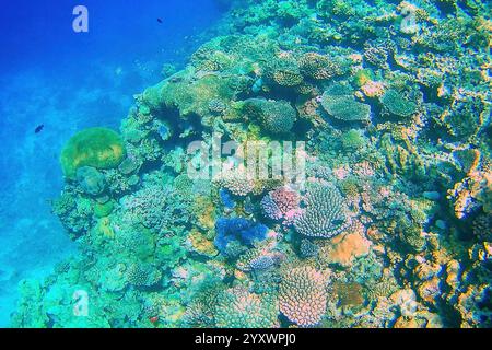 Korallenriff vor der Küste von Gee Insel in der Lagune von Ouvea, Loyalty Islands, New Caledonia. Die Lagune wurde als UNESCO-Weltkulturerbe im Jahr 2008 aufgeführt. Stockfoto