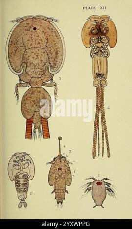 The, British, Parasitic, Copepoda, London, 1913, Großbritannien, Parasiten, Fische, Krustentiere, Copepoda, Eine detaillierte Darstellung verschiedener Meeresorganismen, einschließlich Krebstiere und Kopffüßer. Die Zahlen sind mit Zahlen gekennzeichnet, die ihren einzigartigen anatomischen Merkmalen und Strukturen entsprechen. Jede Probe wird präzise gerendert, wobei die charakteristischen Merkmale wie segmentierte Körper, Anhängsel und einzigartige Anpassungen hervorgehoben werden. Die Illustration dient als wissenschaftliche Darstellung, die die Vielfalt der Lebensformen in aquatischen Ökosystemen betont, mit einem Schwerpunkt auf deren Mo Stockfoto