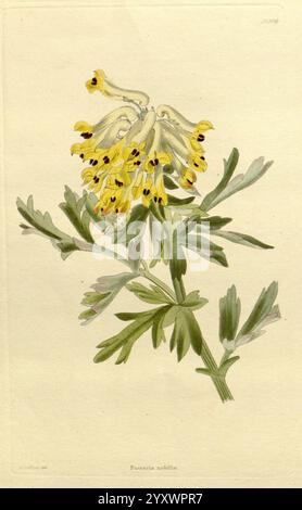 Das Botanische Kabinett, London, John & Arthur Arch, 1817-1833 fumaria nobilis, corydalis nobilis, corydalis, fumaria, Taxonomie: Family= Papaveraceae, Eine zarte Illustration einer blühenden Pflanze mit leuchtend gelben Blüten, die mit komplizierten dunklen Markierungen verziert sind. Die Blüten hängen anmutig an schlanken Stielen, umgeben von fein detaillierten, federgrünen Blättern, die einen frischen Kontrast setzen. Das elegante Arrangement unterstreicht die Schönheit der Struktur der Pflanze und die subtilen Nuancen in ihrer natürlichen Form. Der Hintergrund wird sanft gerendert, was die allgemeine Weichheit und einladende ch verbessert Stockfoto