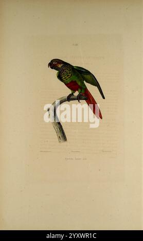 Iconographie des perroquets, Paris, P. Bertrand, 1857, Bird, Vögel, Papageien, Papageien, Bildwerke, beliebte Werke, Devilles Sittich Pyrrhura lucianii, Ein lebendiger Papagei, thront anmutig auf einem schlanken Zweig und zeigt sein markantes Gefieder. Der Vogel hat einen überwiegend grünen Körper, der mit lebhaftem Rot auf seinem Schwanz und blauen Anklängen auf seinen Flügeln akzentuiert wird. Die auffälligen Farben stehen im Kontrast zum neutralen Hintergrund und lenken die Aufmerksamkeit auf die einzigartigen Gesichtsmarkierungen und den hellorangefarbenen Schnabel. Die Haltung des Papageiens zeigt ein Gefühl von Zuversicht und Neugier und unterstreicht seine natürliche Schönheit und seinen Elg Stockfoto