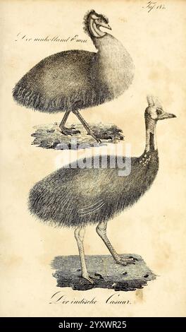 Die Naturgeschichte in getreuen Abbildungen und mit ausführlicher Beschreibung derselben, Leipzig, bei Eduard Eisenach, 1835, Birds, die Illustration zeigt zwei verschiedene Arten großer, flugunfähiger Vögel. Der obere Vogel ist ein emu, der sich durch seinen langen Hals, die schlanken Beine und einen mit zotteligen Federn bedeckten Körper auszeichnet. Darunter befindet sich der Kasuar, der oft als Kasuar bezeichnet wird, mit einem markanten Kasuar auf dem Kopf, dicken Beinen und auffälligem blauem und schwarzem Gefieder. Beide Vögel stehen auf einem strukturierten Boden mit minimalen Details, betont Stockfoto