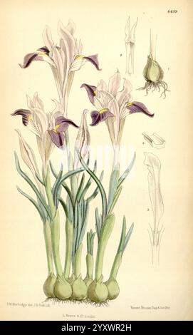 Curtis Botanical Magazine London, New York Botanical Illustration Botanical Periodicals Bildwerke Pflanzen ornamental Curtis Frederick William Burbidge Xiphion kolpakowskianum Iris kolpakowskiana Turkestan, Eine botanische Illustration mit einer Gruppe eleganter Iris-Blüten, die ihre charakteristischen langen Blütenblätter in lila und weiß zeigen. Die Blumen sind gut sichtbar, umgeben von üppig grünem Laub. Das Hauptbild wird von detaillierten Skizzen der bauchigen Struktur und der blühenden Teile der Pflanze begleitet, die die komplizierte Anatomie der Iris hervorheben. Diese Darstellung emp Stockfoto