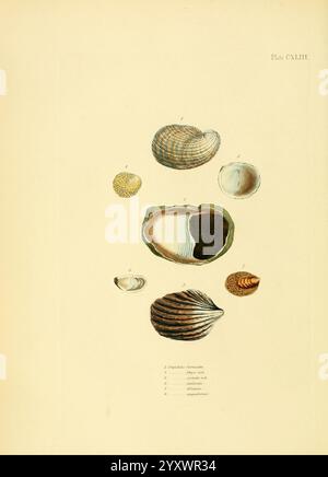 Conchologia systematica, oder vollständiges System der Conchologie, London, Longman, Brown, Green und Longmans, 1841-1842, Mollusks, Muscheln, das Bild zeigt eine künstlerische Darstellung verschiedener Muscheltypen, die sorgfältig angeordnet und beschriftet sind. Jede Schale zeigt einzigartige Muster und Texturen, die die Vielfalt der Meereslebewesen verdeutlichen. Die Abbildung enthält Stockfoto